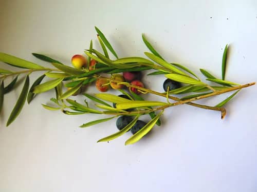 squalane skin benefits by Advik Ayurveda