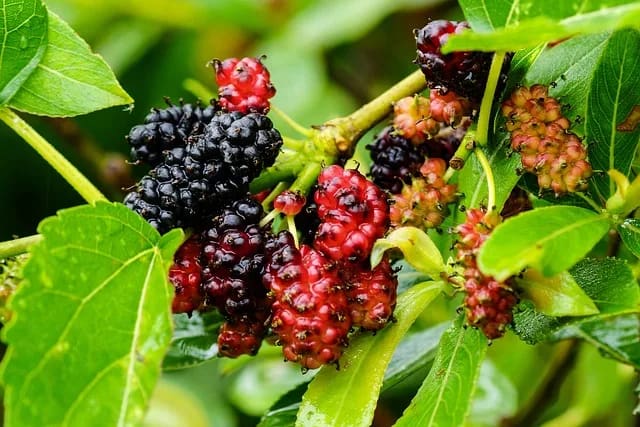 mulberry 4814434 640